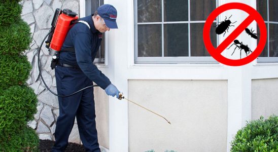 Genç Dezenfeksiyon böcek ilaçlama ve haşere kontrolü — ilaclama-tr.com